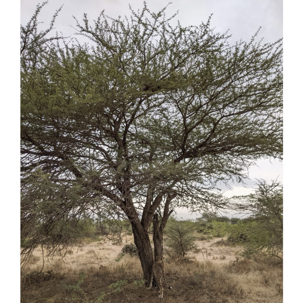 Somaliland - cheetahs